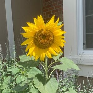 Meet your Posher, Carmela